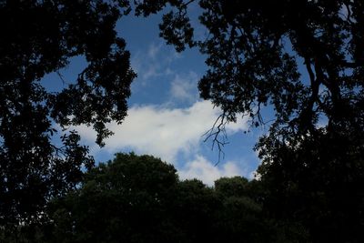 Low angle view of trees against sky