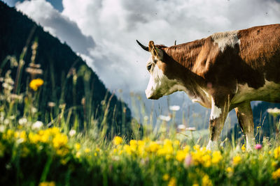 Idyllic alpine scenery with mountain chalets and cows grazing on green meadows in springtime