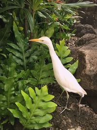 Close-up of white bird perching on plant