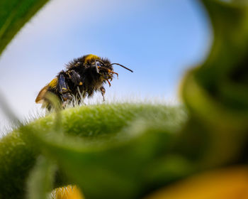 Close-up of bee pollinating flower