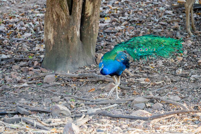 Peacock on tree trunk