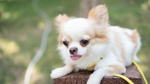 Close-up of dog on wooden post