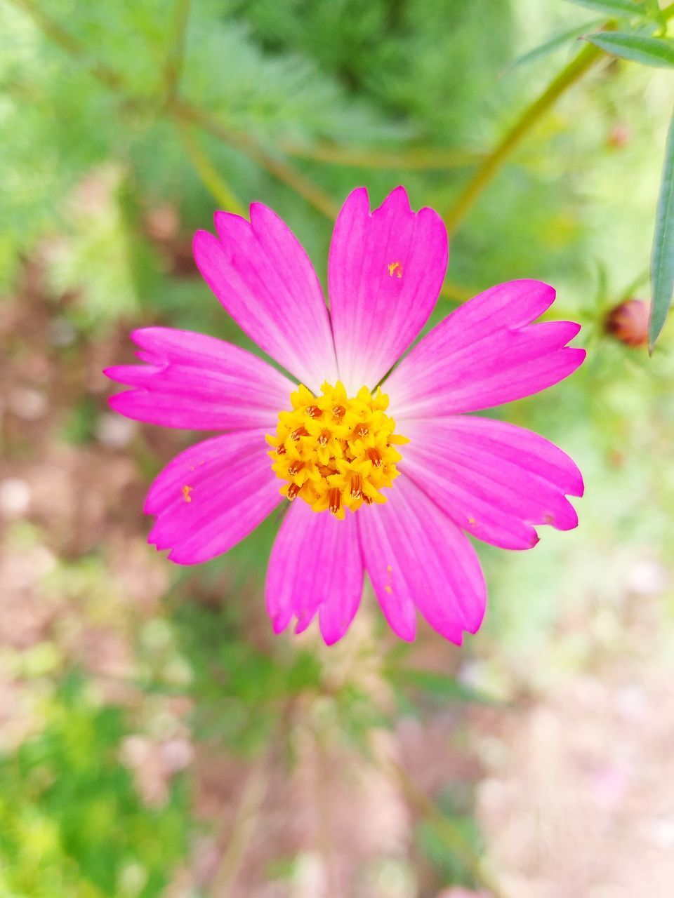 CLOSE-UP OF PINK FLOWERING PLANTS