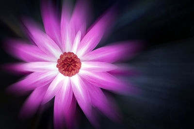 Close-up of pink flower