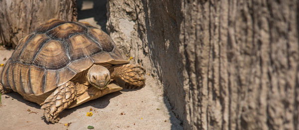 Close-up of tortoise