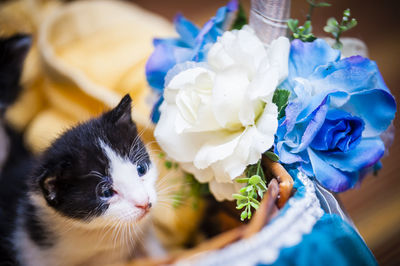 Close-up of kitten in decorated basket