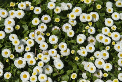 Full frame shot of fresh flowers