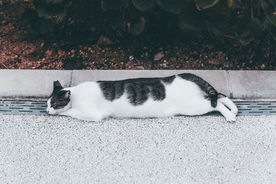 Cat sleeping on floor