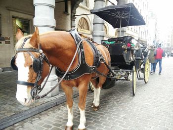 Horse cart on street