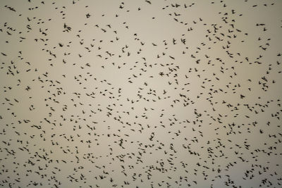 Low angle view of birds flying in the sky