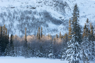 Snowy wilderness landscape in sweden glowing under sunrise in northern europe