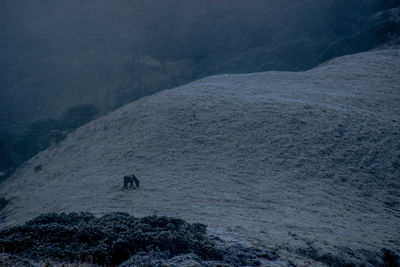 High angle view of horse on landscape