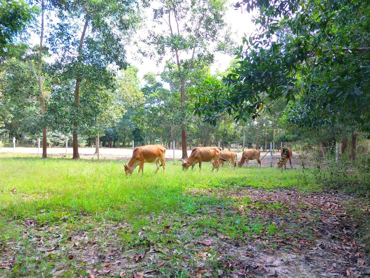 HORSES ON A FIELD