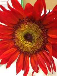 Close-up of red flower