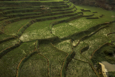 High angle view of agricultural field