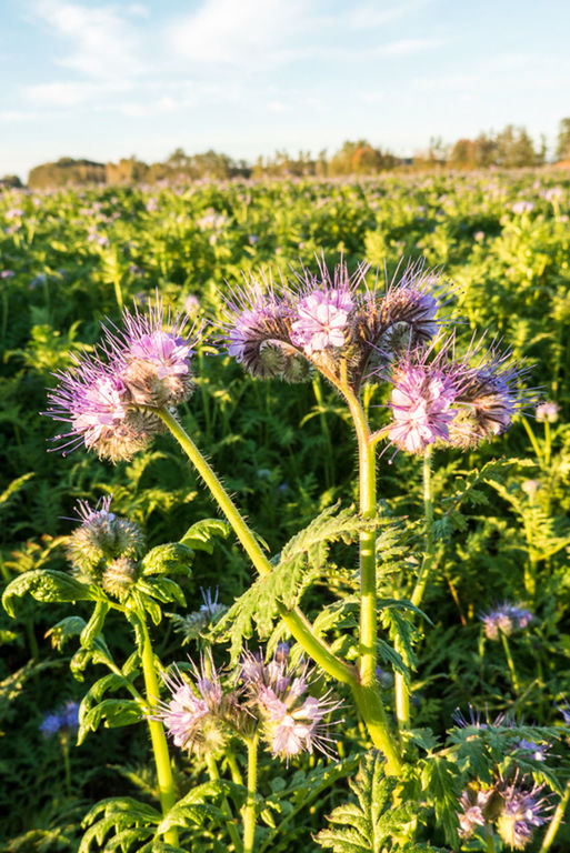 flower, freshness, growth, fragility, purple, beauty in nature, plant, blooming, nature, flower head, field, petal, focus on foreground, close-up, stem, in bloom, thistle, wildflower, green color, day