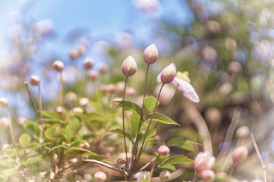 Close-up of flowering plants on field