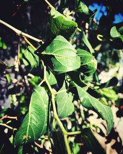 Close-up of fresh green leaves