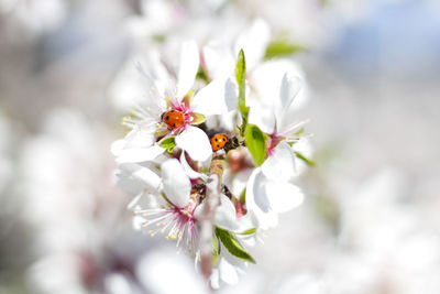 Close-up of cherry blossom