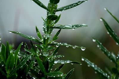 Close-up of wet plant during rainy season