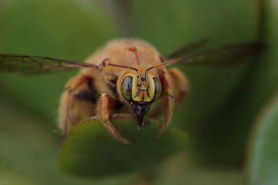 Close-up of spider