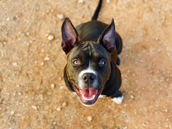 High angle portrait of black dog on land