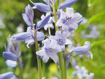 Close-up of white flowering plant