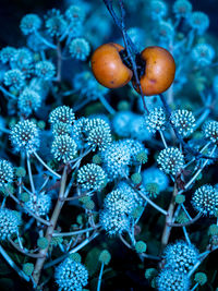 Close-up of berries growing on plant during winter