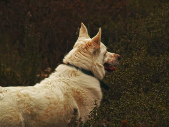 Side view of white shepherd amidst plants