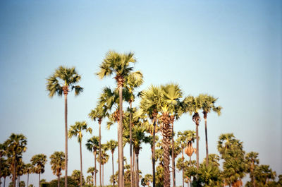 Low angle view of palm trees against blue sky