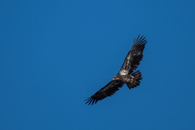 Low angle view of eagle flying against clear blue sky