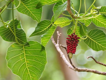 Close-up of red berries on tree