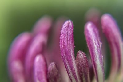 Close-up of pink flower