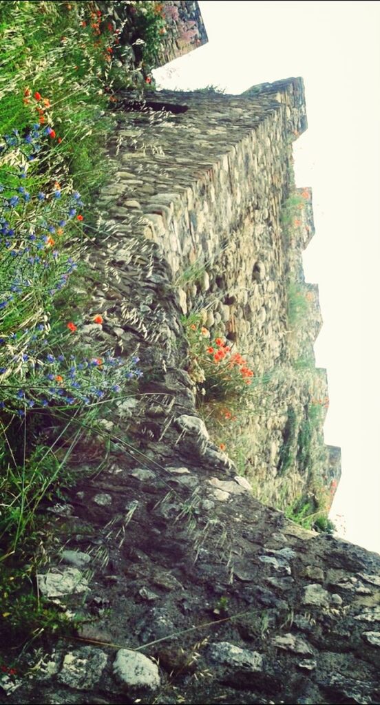 growth, tree, plant, clear sky, nature, rock - object, low angle view, green color, built structure, day, growing, building exterior, outdoors, no people, architecture, tranquility, beauty in nature, stone wall, sky, leaf