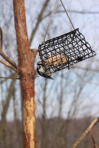 Close-up of butterfly on branch