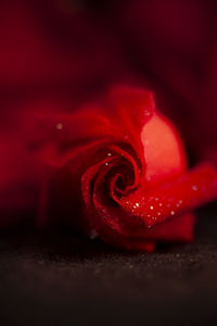 Close-up of wet red rose