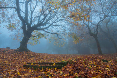 Trees on landscape during autumn