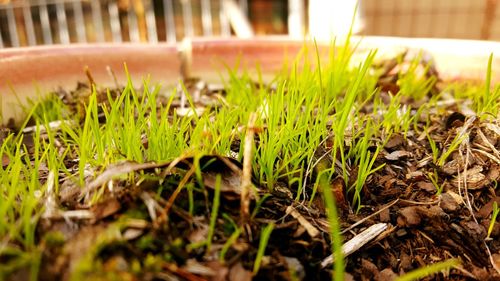 Close-up of grass growing in field