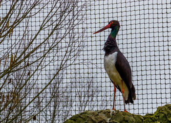 Low angle view of bird perching on branch