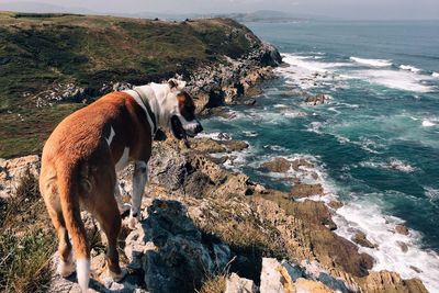 Dog standing on beach