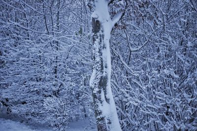 Frozen trees in forest during winter