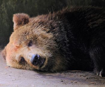 Close-up of a sleeping bear