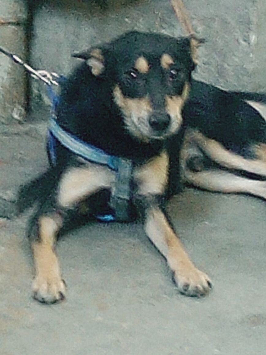 animal themes, one animal, domestic animals, pets, mammal, dog, street, high angle view, portrait, road, pet collar, looking at camera, sitting, black color, close-up, day, outdoors, pet leash, animal head, transportation