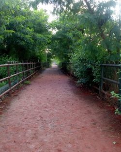 Plants along trees