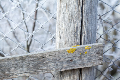 Close-up of fence on tree during winter