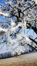 Close-up of snow covered tree