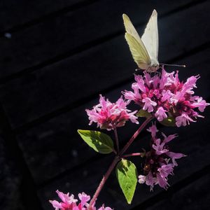 High angle view of pink flowers blooming outdoors