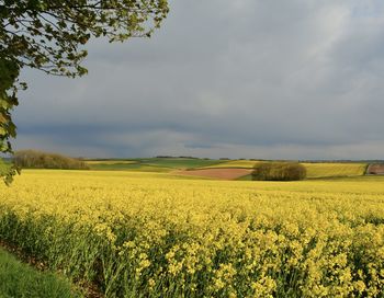 Scenic view of oilseed rape field against sky