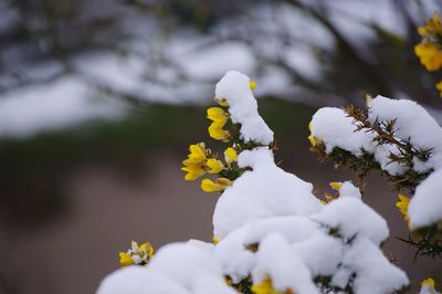 Close-up of fresh yellow flower in winter
