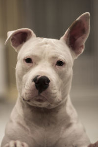 Close-up portrait of dog